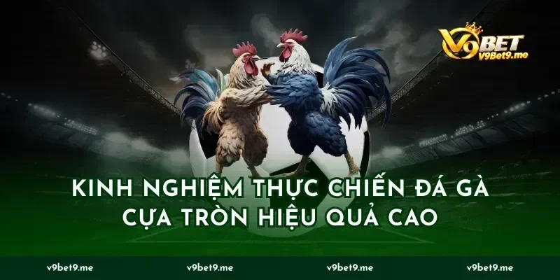 Kinh nghiệm thực chiến đá gà cựa tròn hiệu quả cao