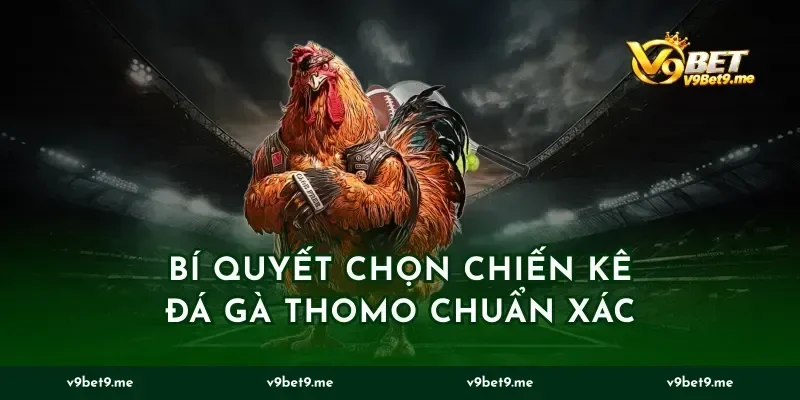 Bí quyết chọn chiến kê đá gà Thomo chuẩn xác