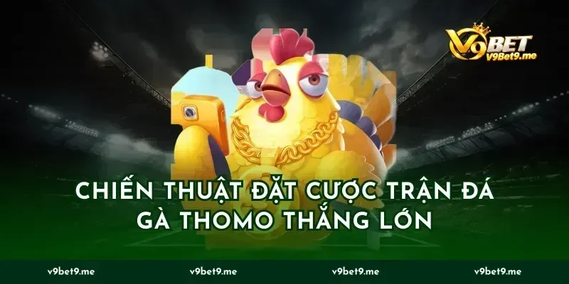 Chiến thuật đặt cược trận đá gà Thomo thắng lớn