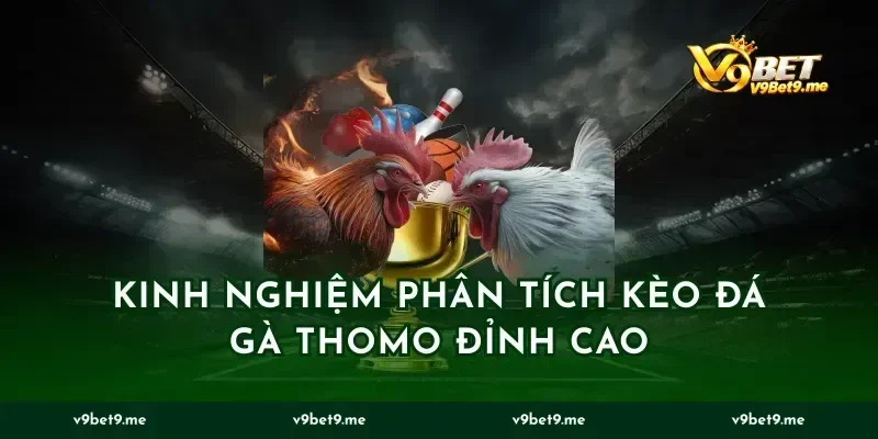Kinh nghiệm phân tích kèo đá gà Thomo đỉnh cao